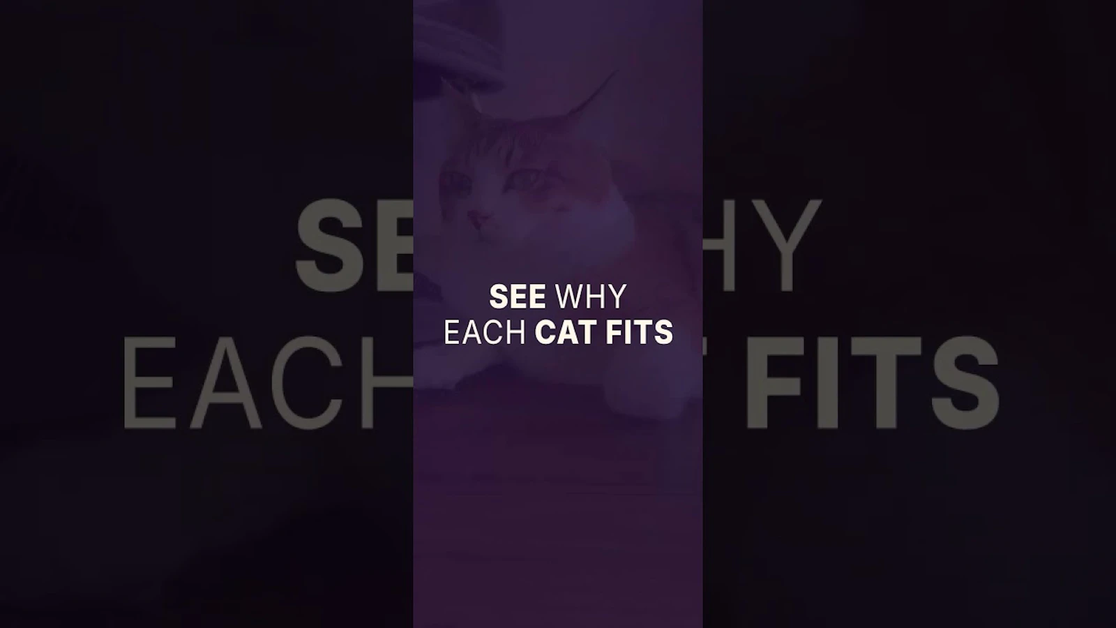 Feline Finder - When Adopting screenshot 1 (video preview)