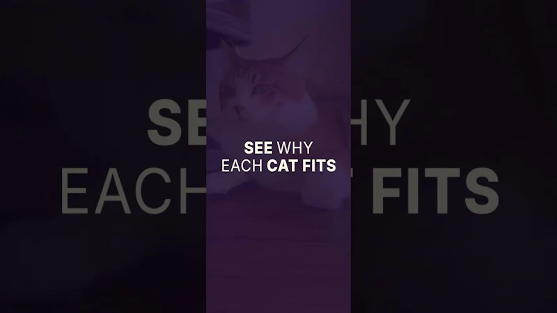 Feline Finder - When Adopting screenshot 1 (video preview)