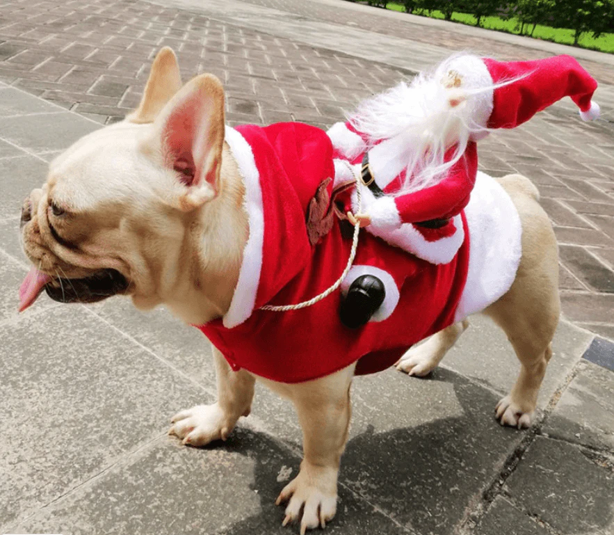 Santa costume for dogs