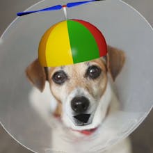 Speaking Puppy gallery image