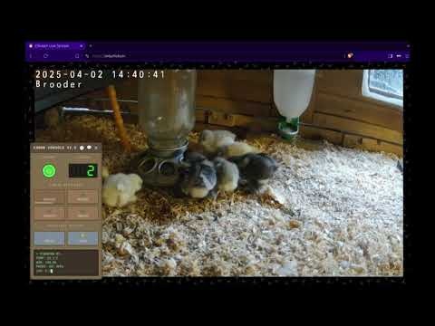 OnlyChicks.tv gallery image