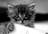 Place Kitten