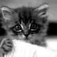 Place Kitten