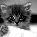 Place Kitten