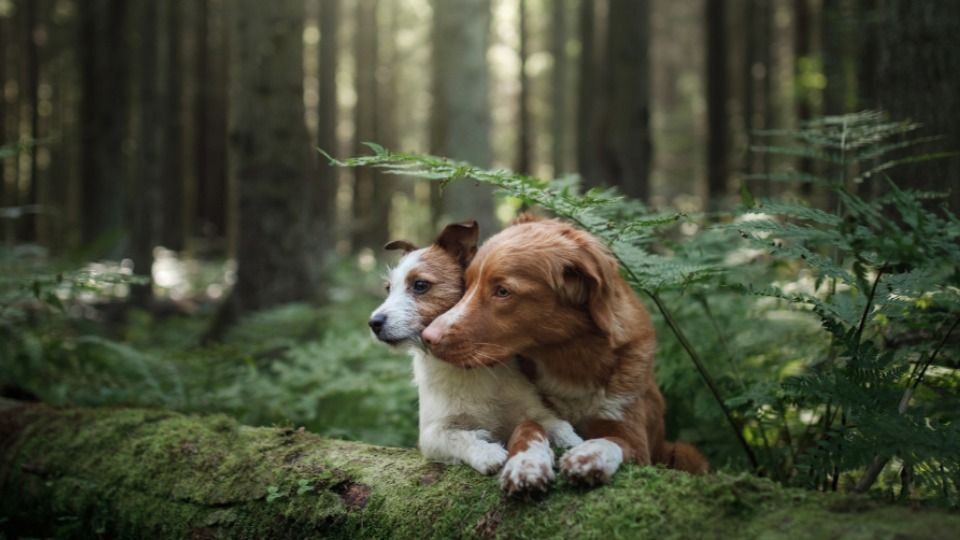 Petmeetly media 1
