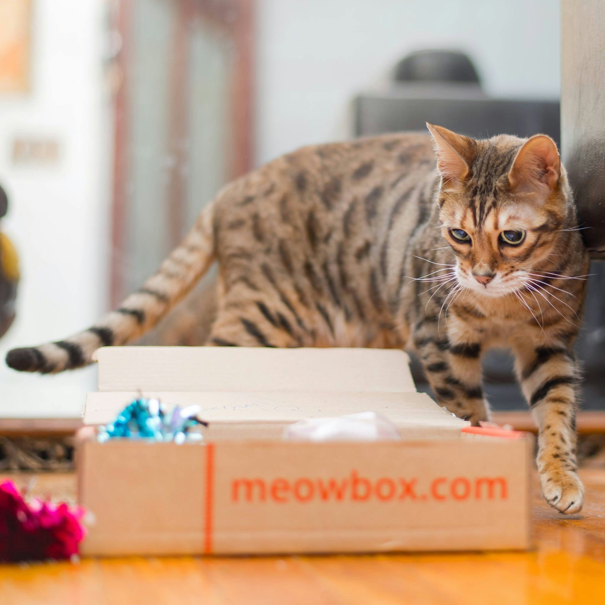 meowbox