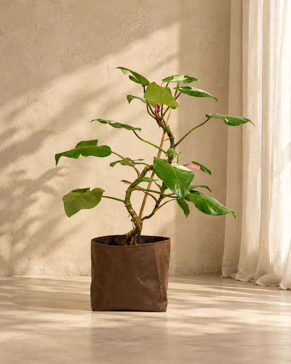 Folivana Store gallery image