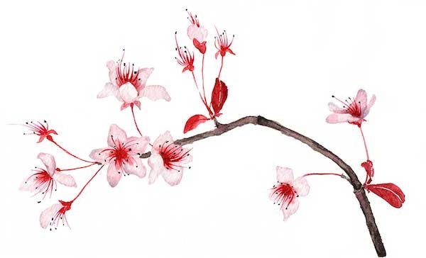 Hanami 1.0.0 gallery image