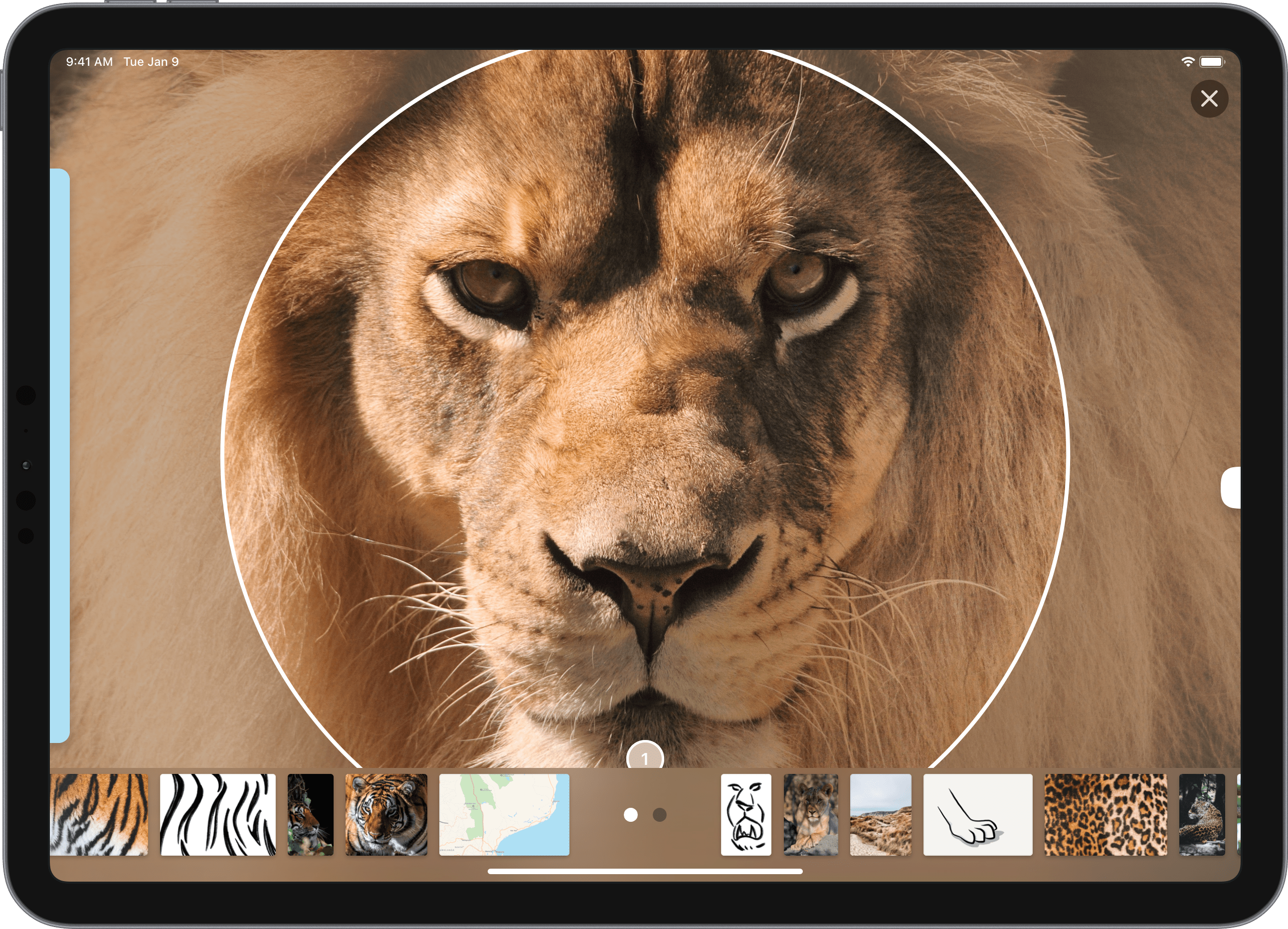 Velvet gallery image