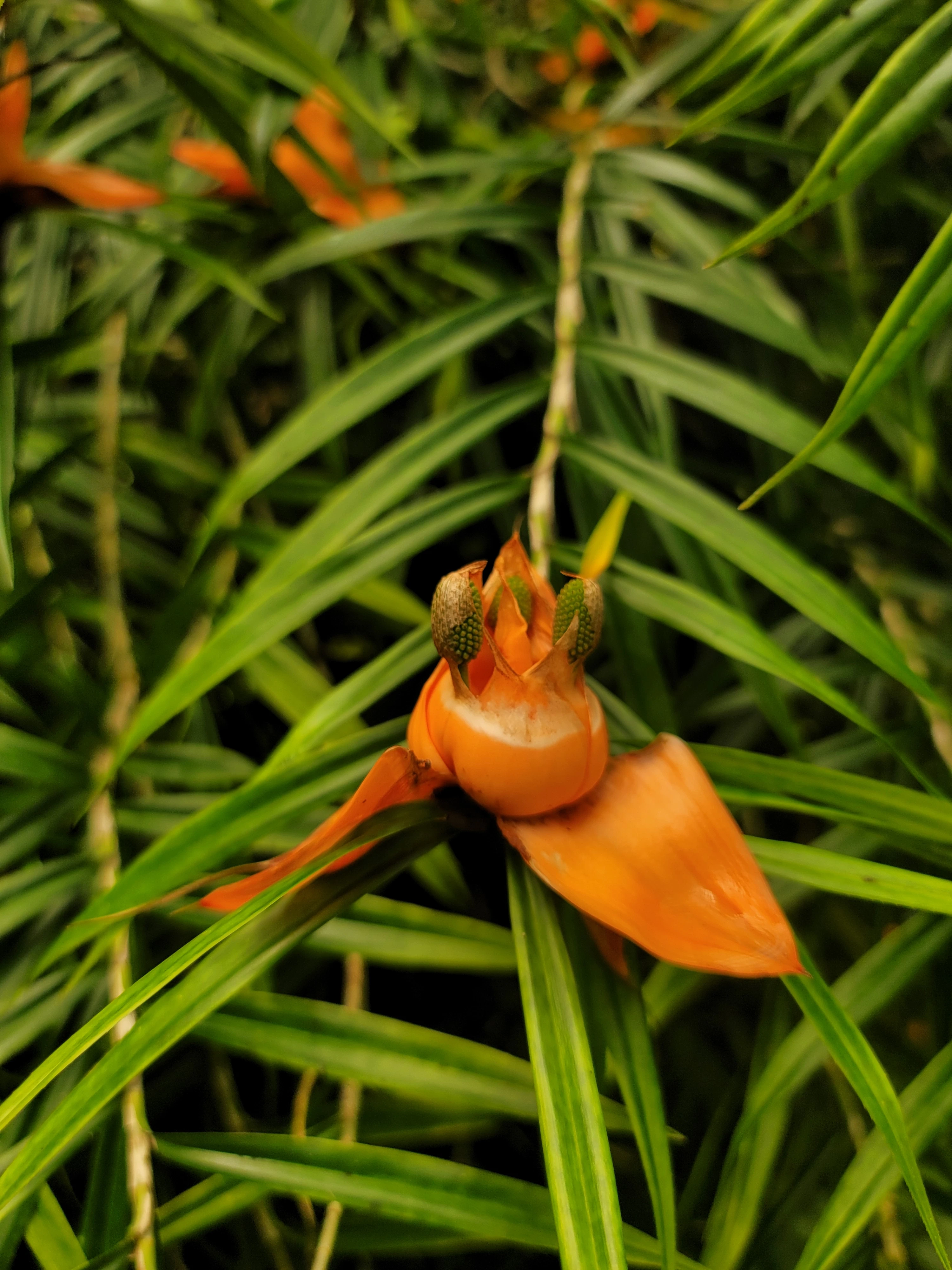 Lanre Akinyemi cover