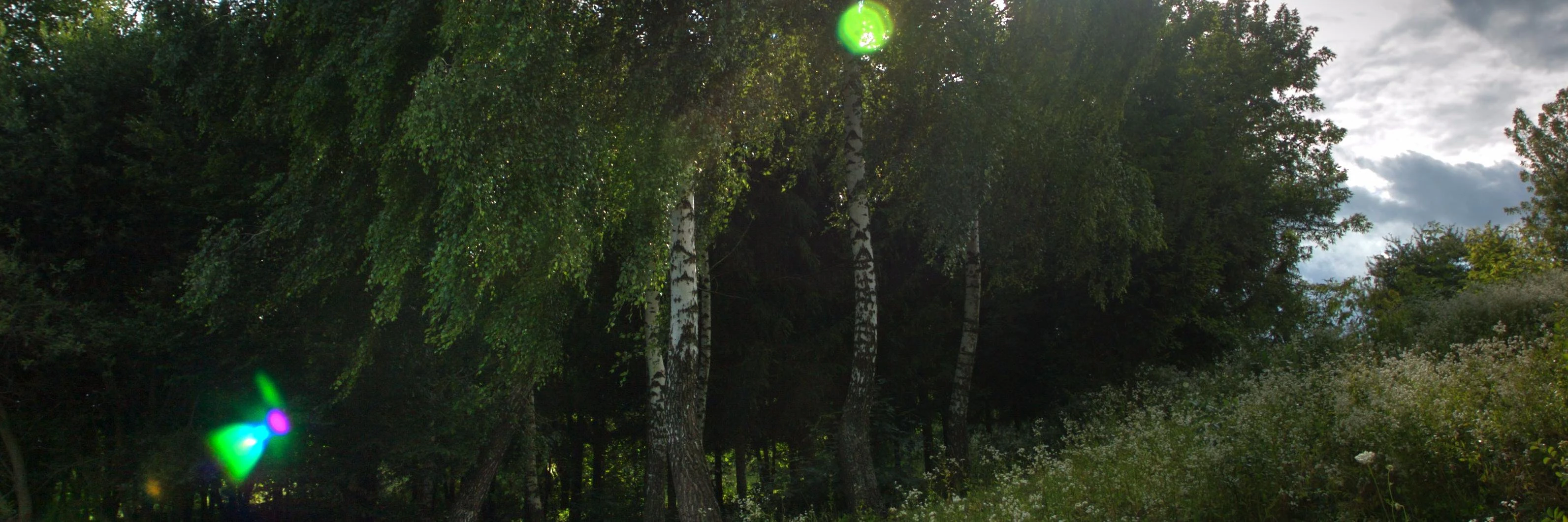 Grayson Stebbins cover