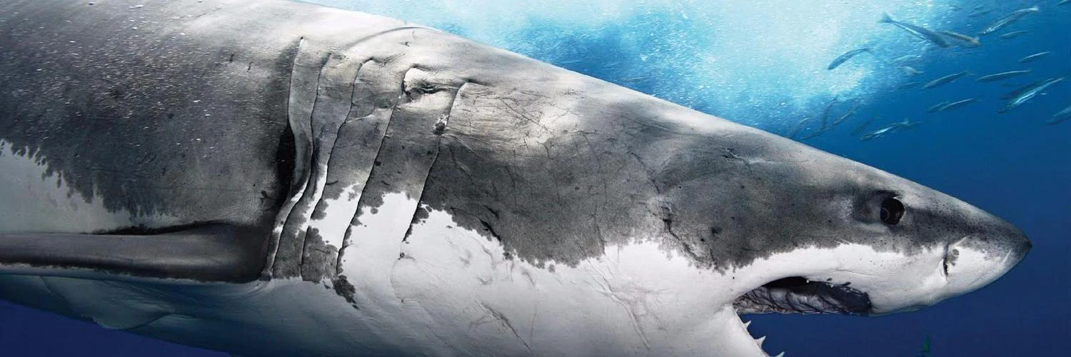 Juuso Lyytikkä cover