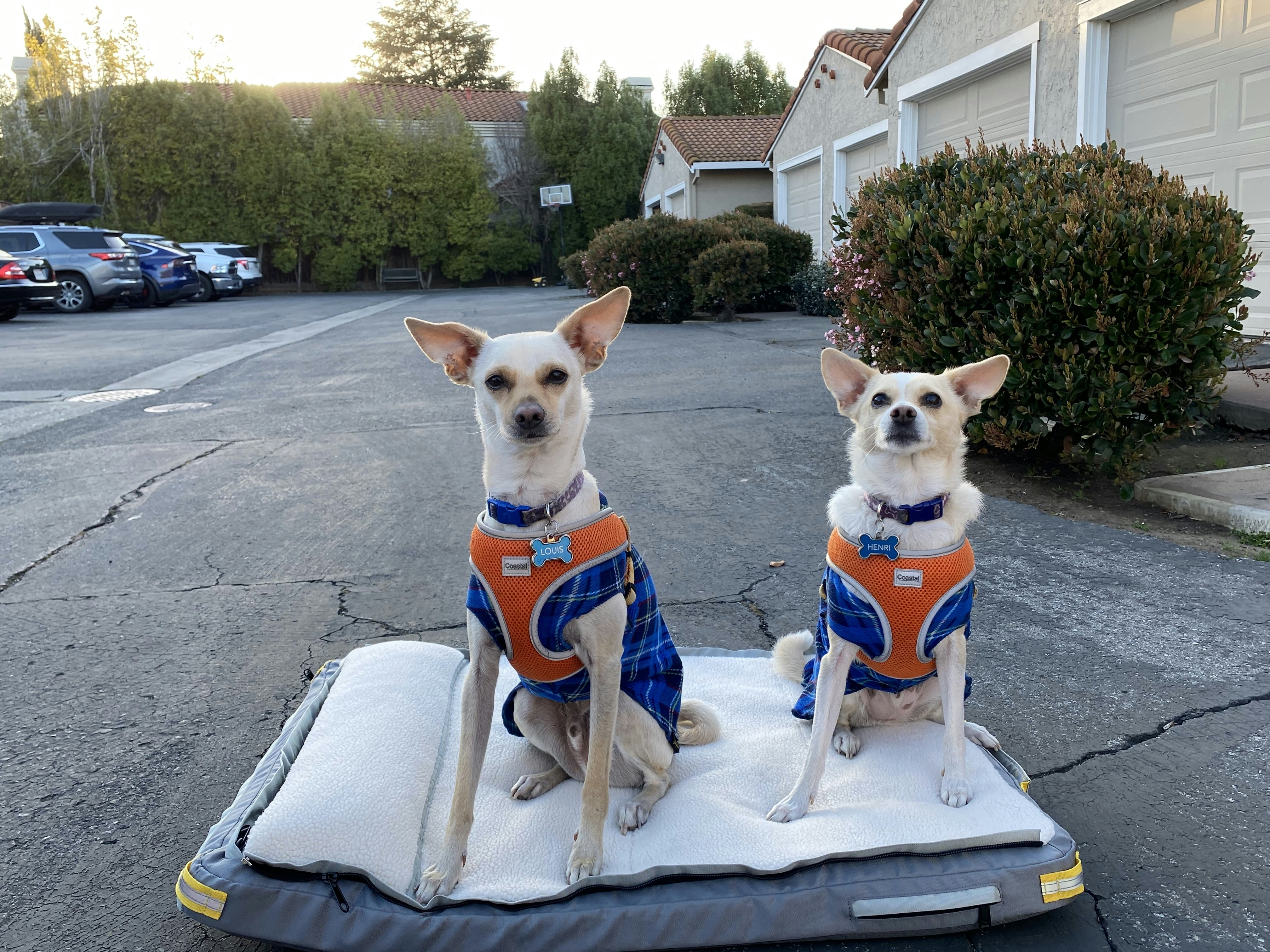 Ruffrest® Ultimate Dog Yatak - James Bond ve Müfettiş Gadget bir köpek yatağı yapsaydı medya 26