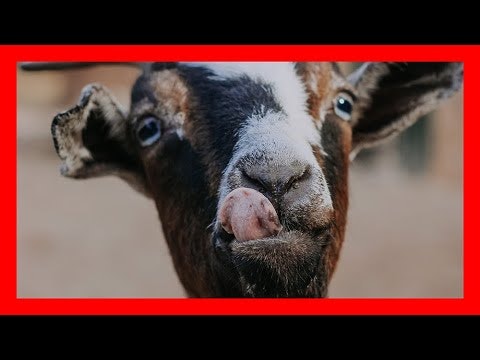 AI Website Builder gallery image