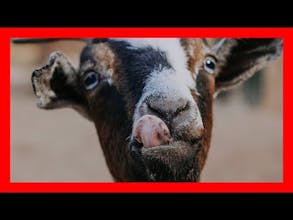 AI Website Builder gallery image