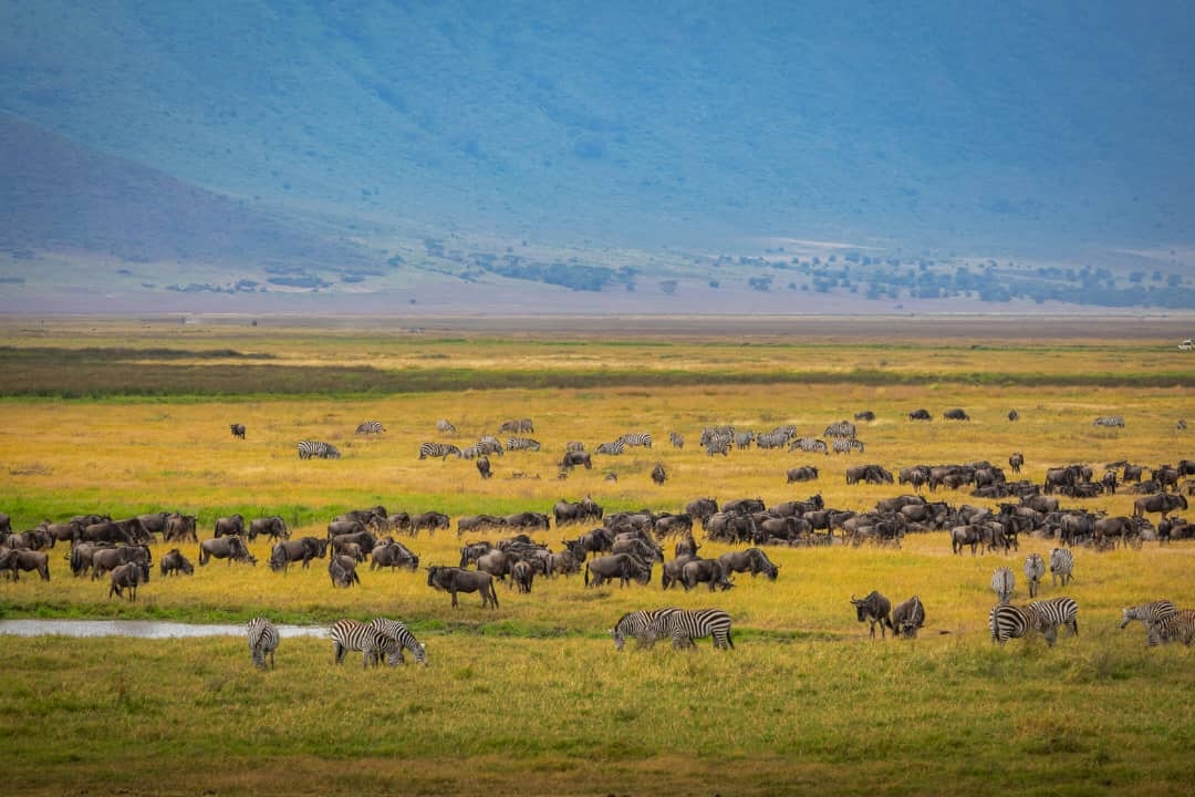 Africantrust Safari gallery image