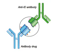 Anti-Idiotypic Antibody Services gallery image
