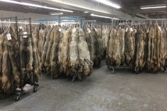 The Process of Tanning Fur : Techniques.