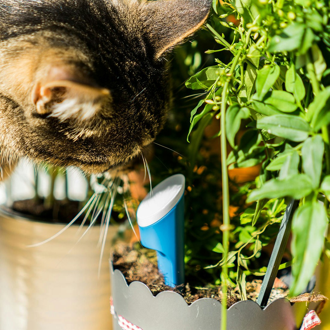 helloplant gallery image