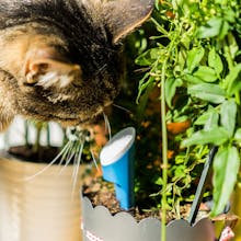 helloplant gallery image