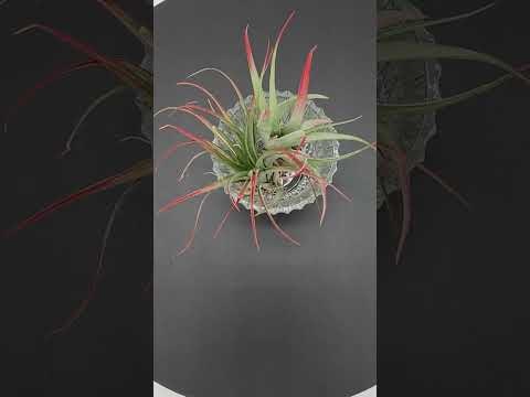 Starlight Nursery  media 2