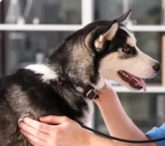Renfrew Animal Hospital gallery image