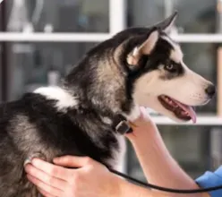 Renfrew Animal Hospital gallery image