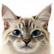 AI Cat Portraits