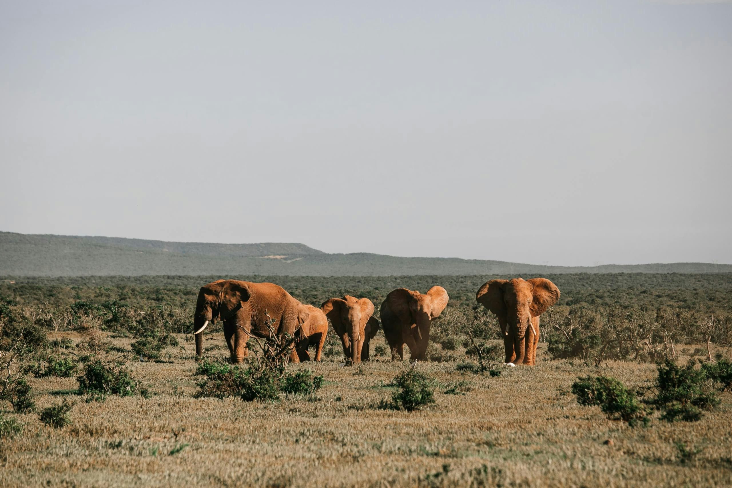 Africantrust Safari gallery image