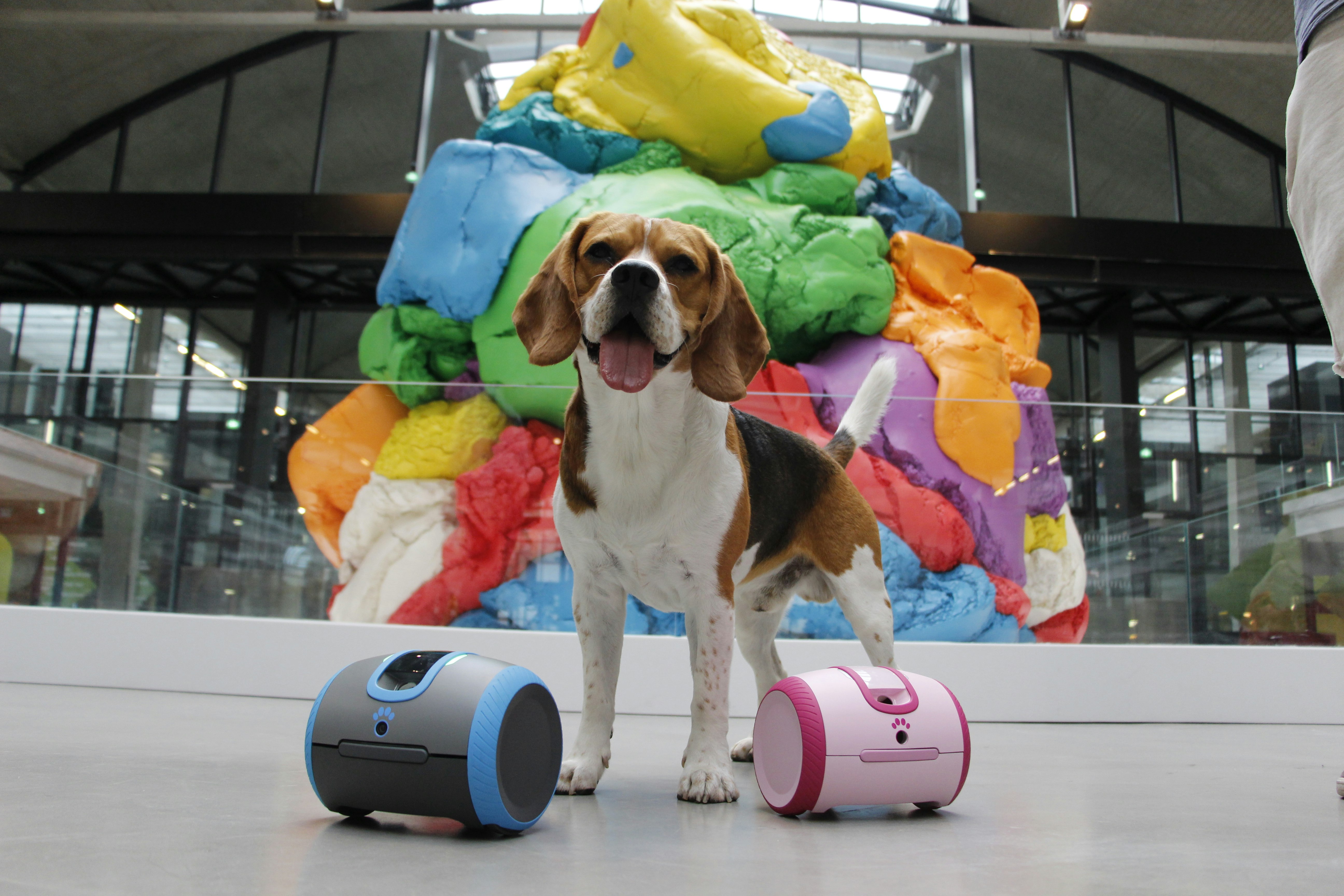 Laïka gallery image