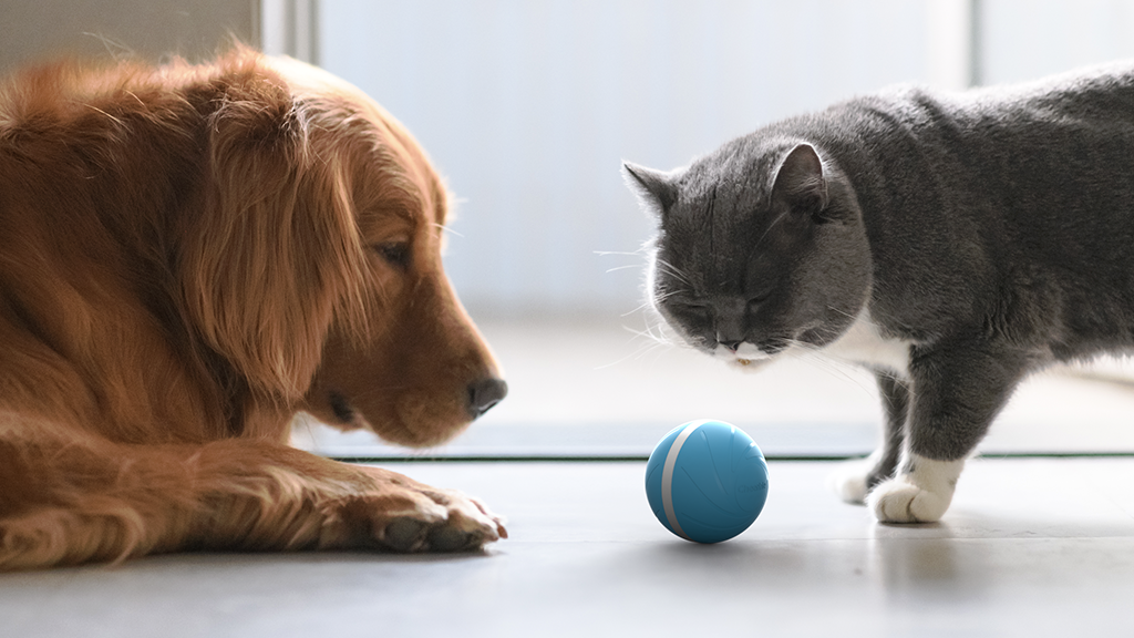 smart pet ball