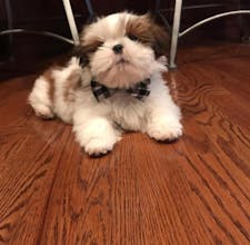 Full Moon Shih Tzus gallery image