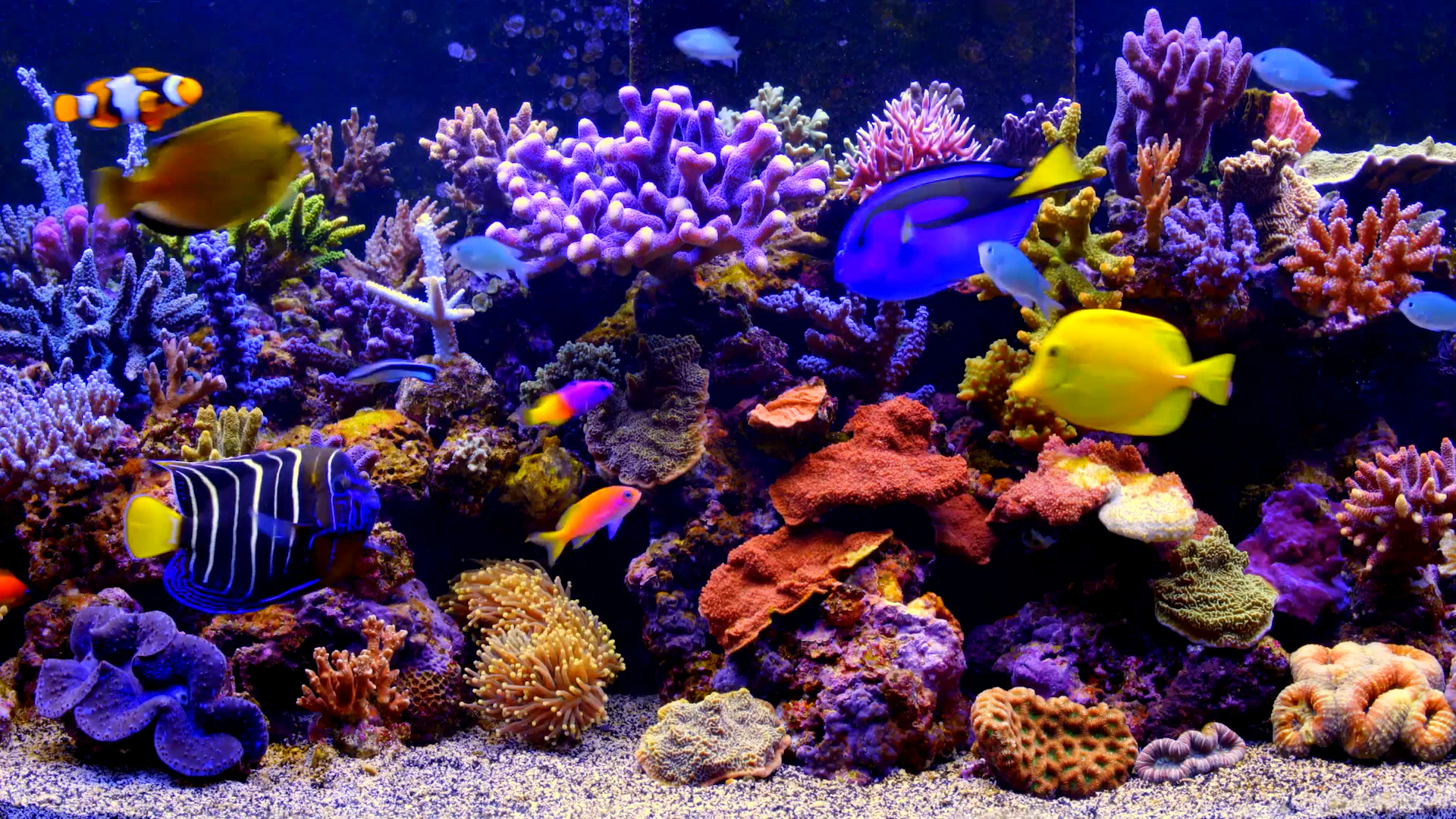 4K Aquarium video to loop on UHD SMART TVs or PCs