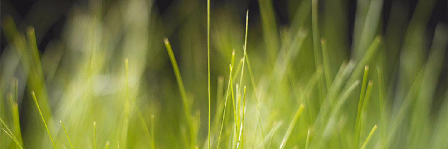 Kirill Oleinichenko cover