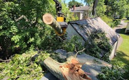 Tree Removal Services In USA  media 2