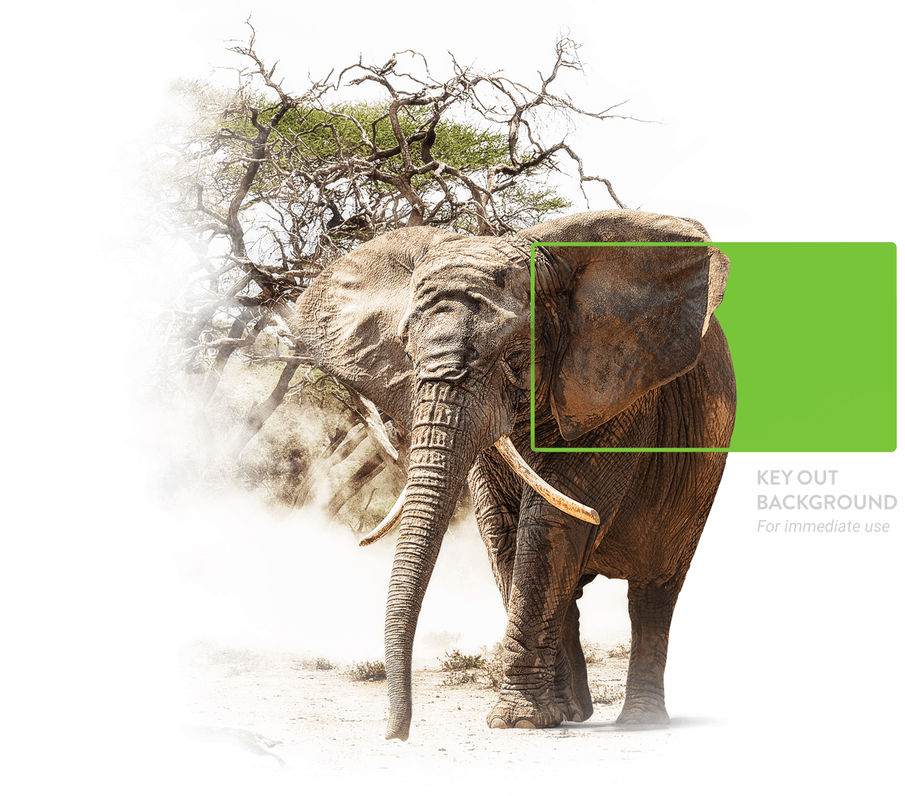 GreenScreen Animals gallery image