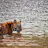 Tadoba Safari Packages