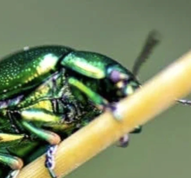 The Owl and The Beetle