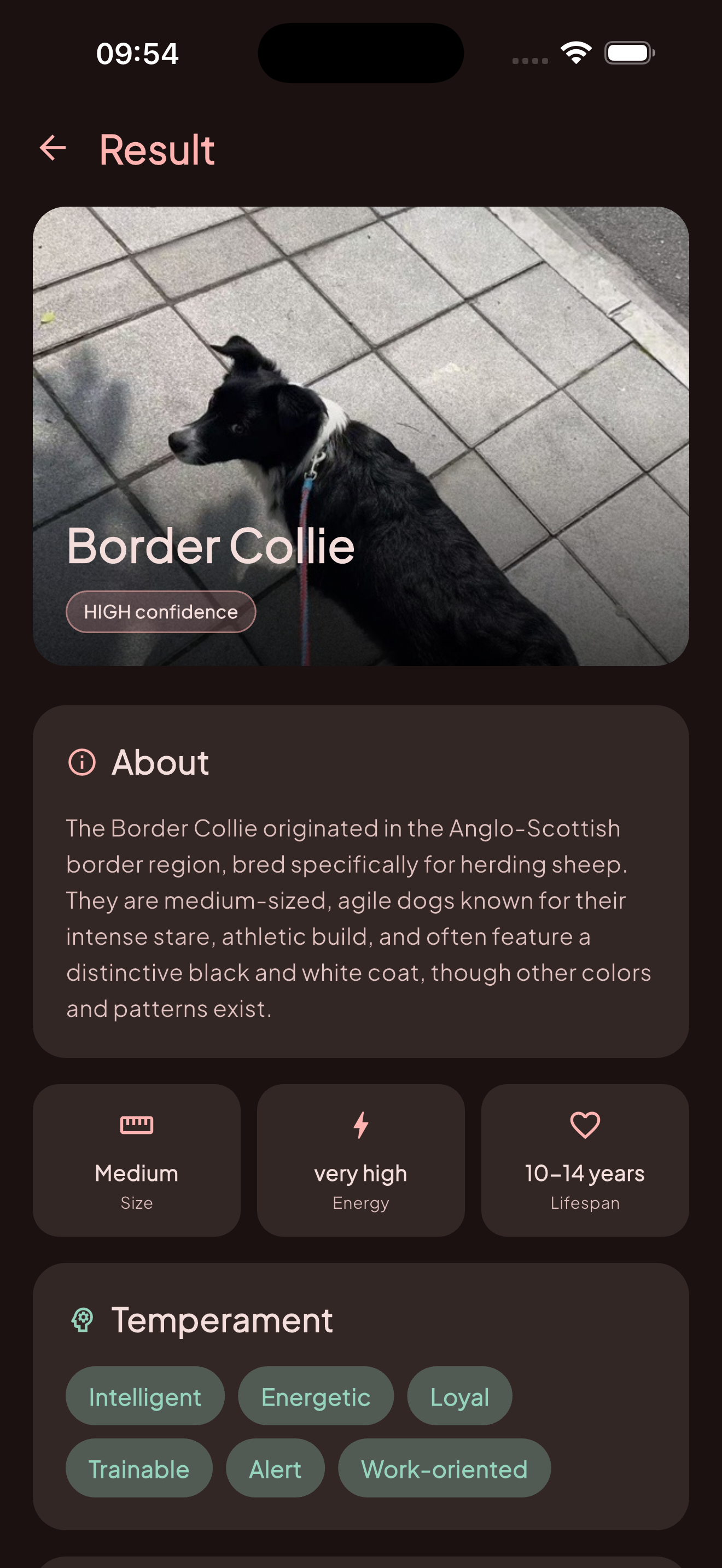 DogJoy gallery image
