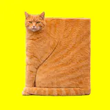 CUBISM CAT app