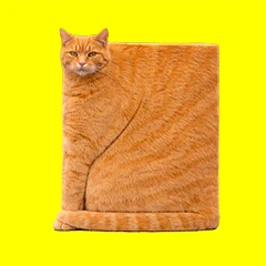 CUBISM CAT app  logo