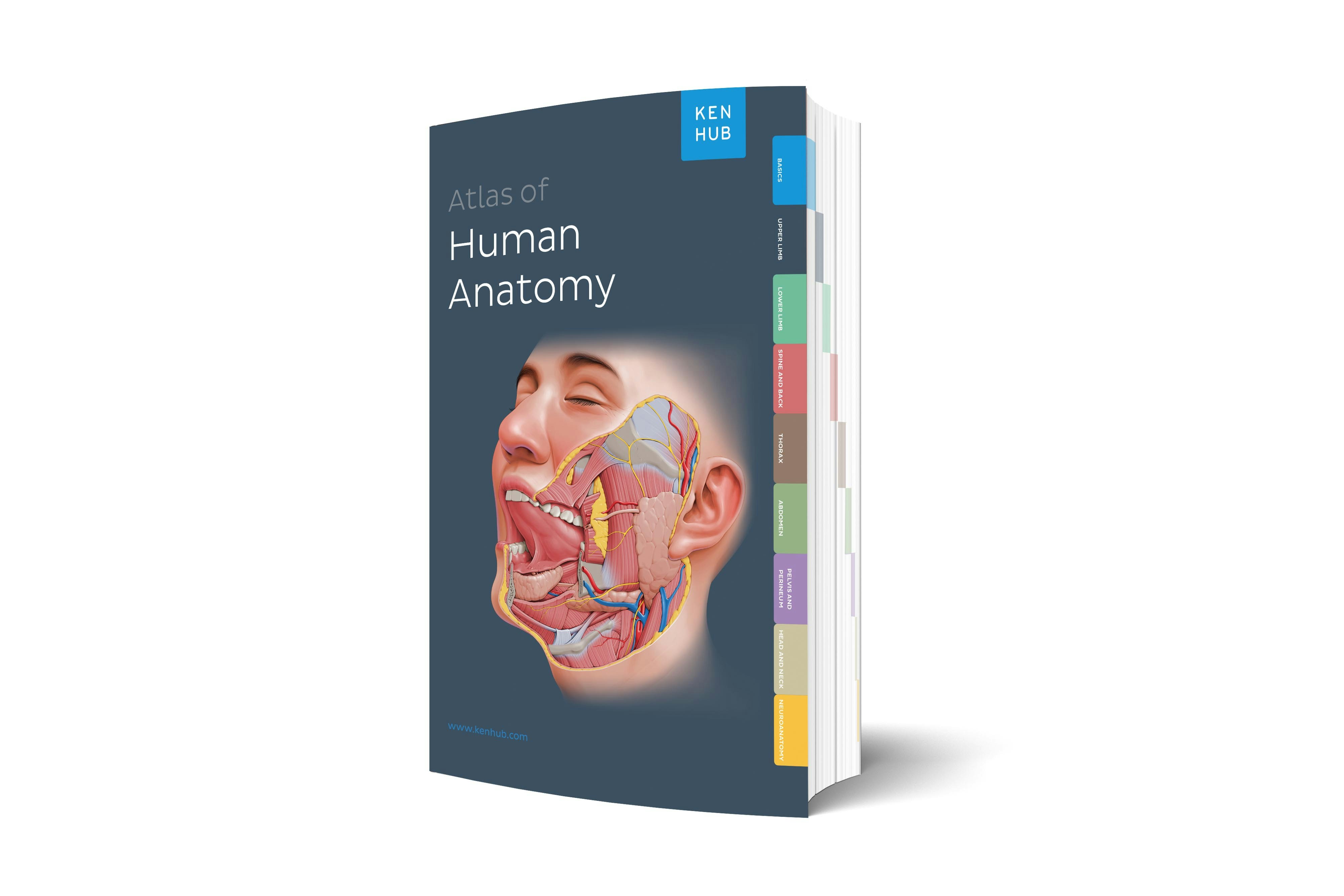 İnsan Anatomisinin Kenhub Atlası - Anatomi çalışmalarınıza hakim olmak için fiziksel arkadaşınız medya 3