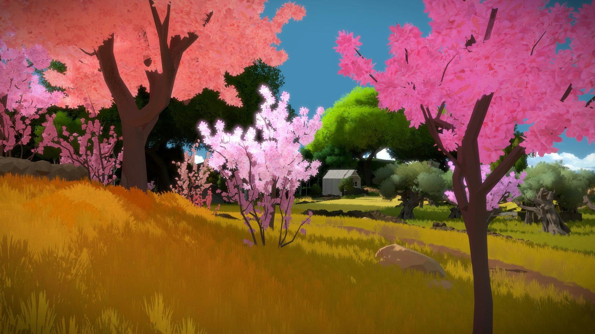 The Witness Image
