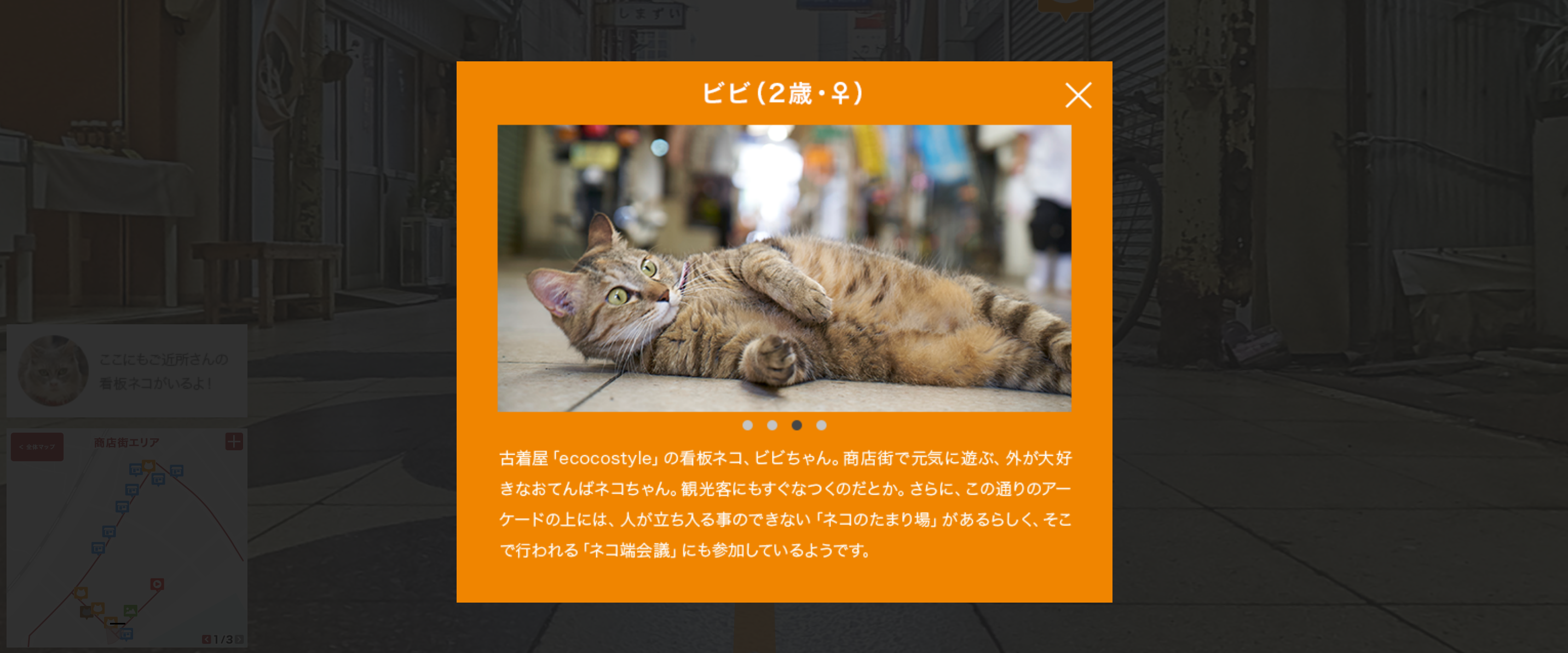 Cat Street View Image