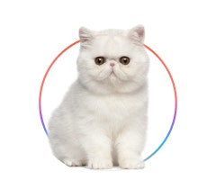 Shortcat trainner
