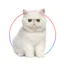 Shortcat trainner