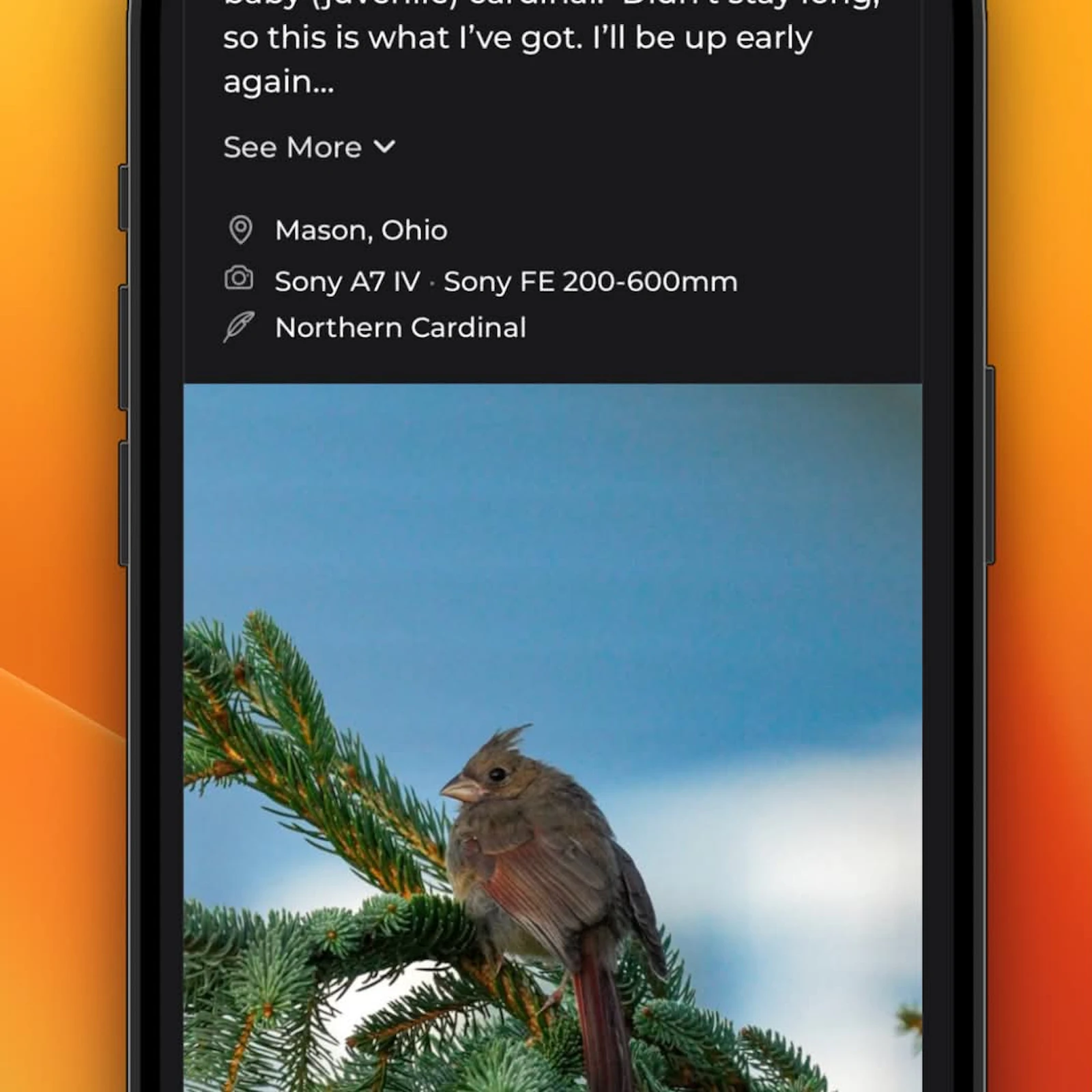 wildbirds screenshot 2