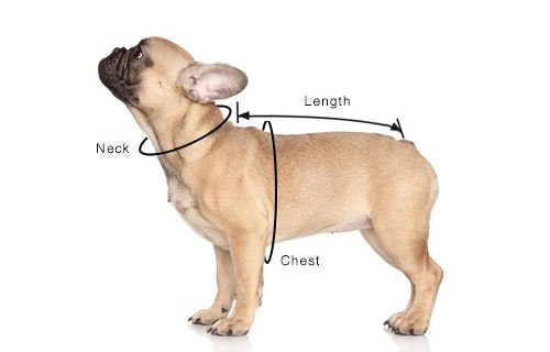 Select a Pet Bed with Stephanie Taunton gallery image