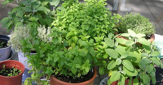 คอมโบ 4 แพ็คของเมล็ดผักเครื่องเทศ