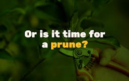 Prune your Follows - a Twitter gardening tool media 2